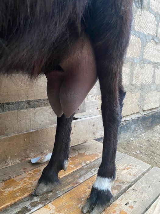 Алпи теке лақ сатылады