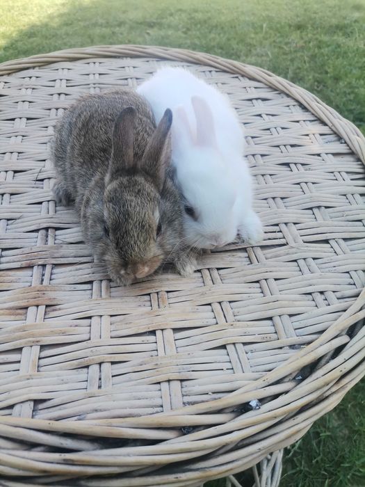 De vanzare iepuri pitici