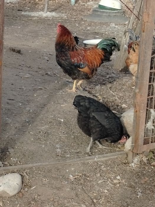 Продам молодых петушков