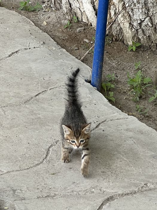Отдам в добрые руки мальчик котенок 1,5 мес