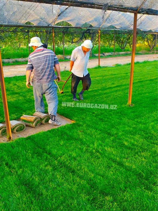 таййор газон | рулонные газоны в ташкенте