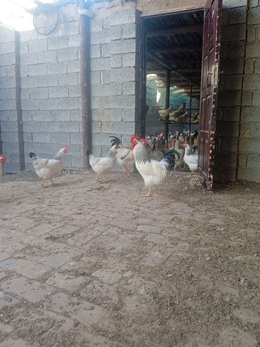 Адлер тоувгини жужалар сотилади