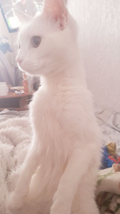 Кошечка белая, красивая