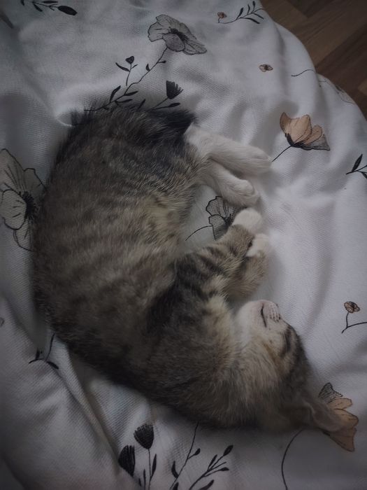 Котёнок в поисках дома