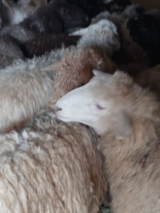 Бараны Кой  Имеется достовка