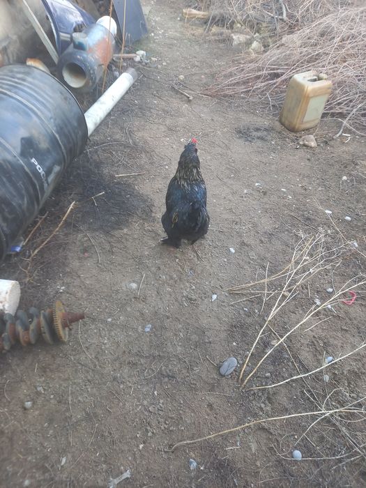 Қораздар сатылды