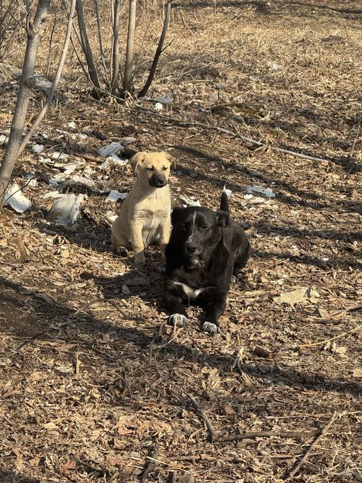 Отдам щенков в хорошие руки