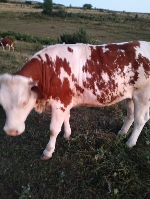 vand vitea balțată