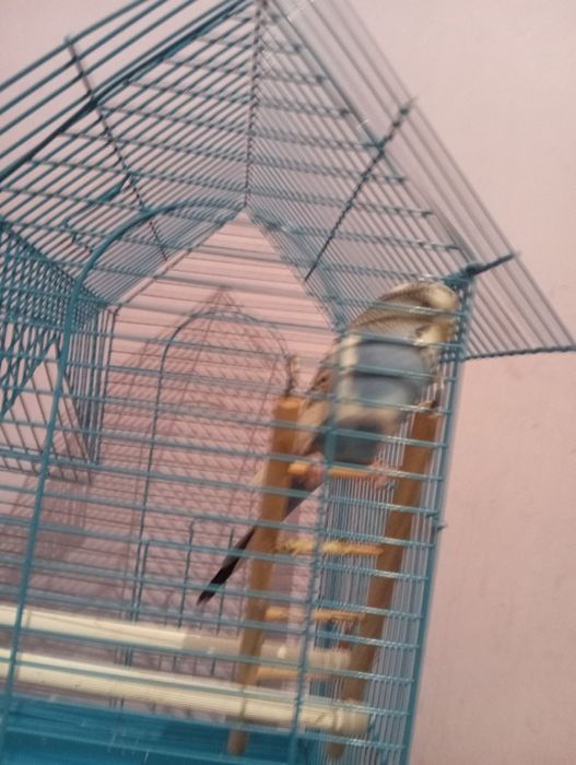 Попугай прадоется 54000