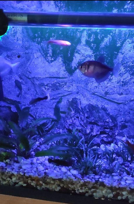 Аквариум на 40 литров