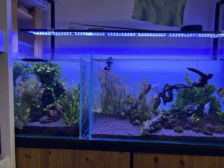 Два аквариума с тумбой и всем содержимым