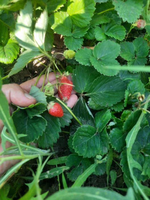 Алмалыдан дача сатылады