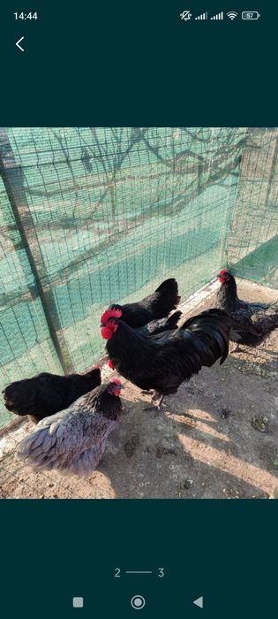 Găini Australorp