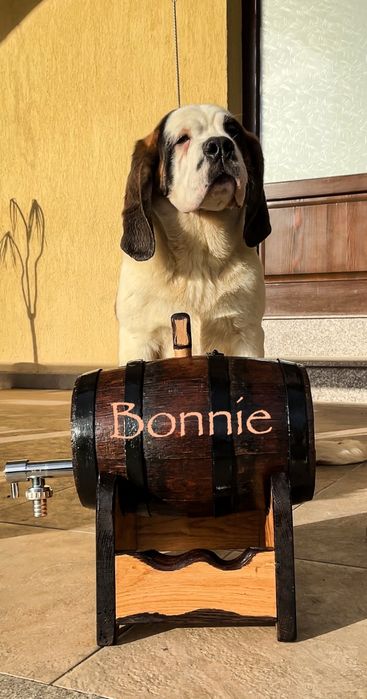 Femela Saint Bernard cu Pedigree