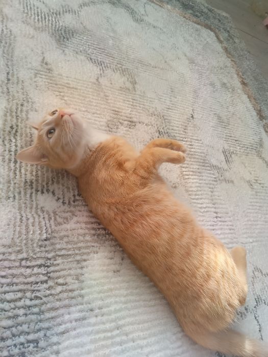 Damashni mushu latokga o'rgangan aqlli idishlari bilan