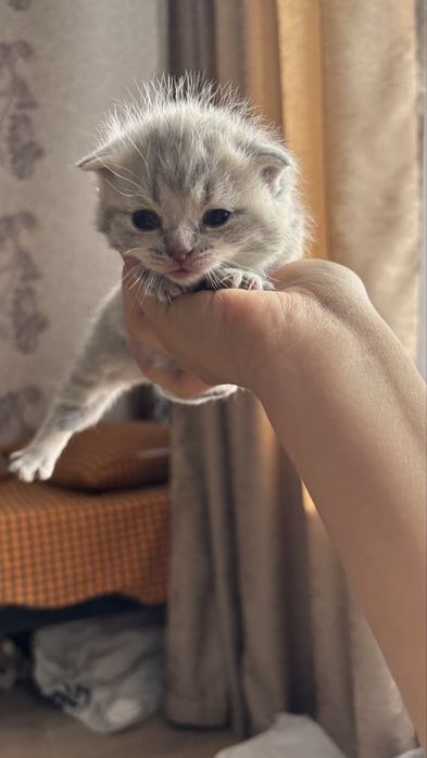 Котята породистые
