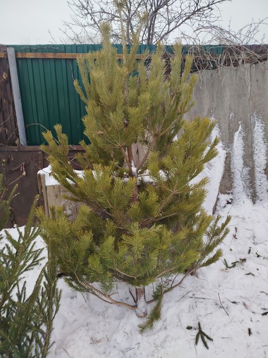 Ёлка от 1.3-1.9   5 тыс