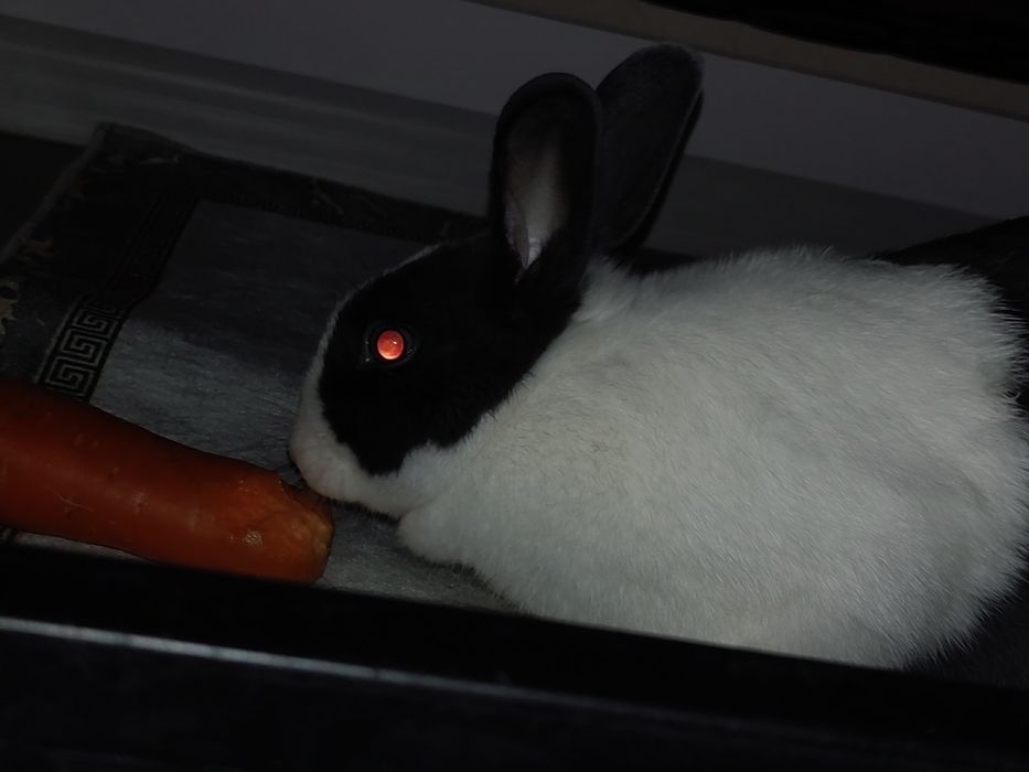 Продам кролика в хорошие руки или отдам бесплатно.