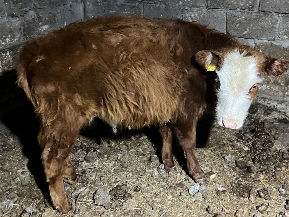 Еки еркек баспак сатылады