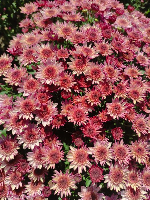 Хризантемы мультифлора