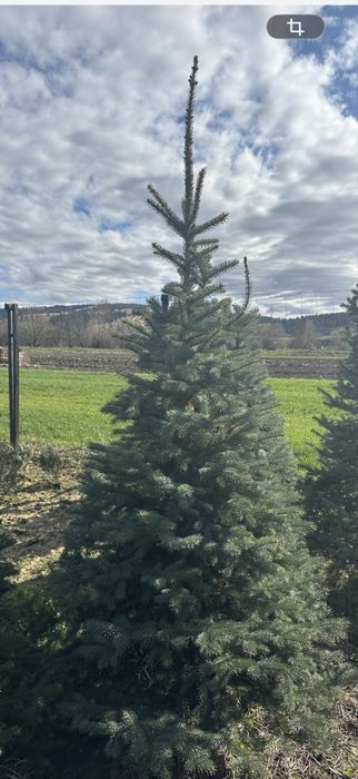 Vând Brazi Argintii