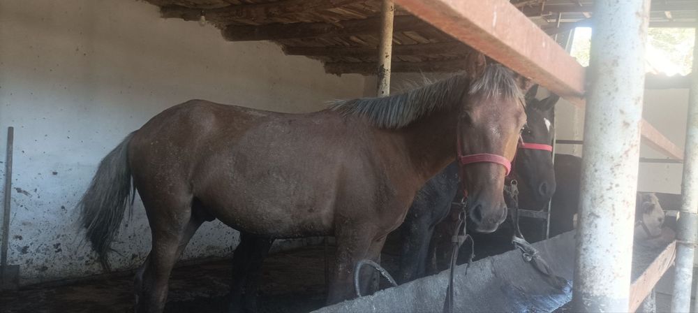 3 ta erkak nar toylar sotiladi