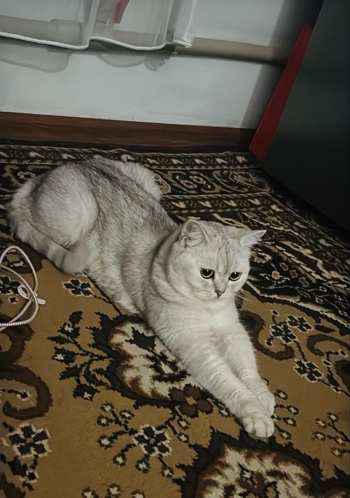 Отдам бесплатно Кота  британец