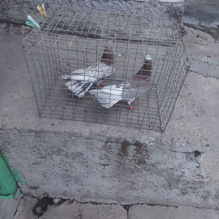 Шыракахвосты  оба самец