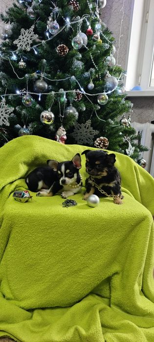 Продам щенков чихуахуа