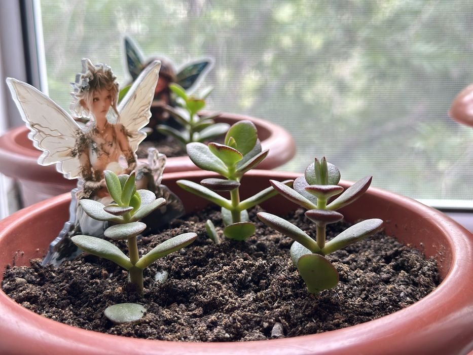 Толстянка растение