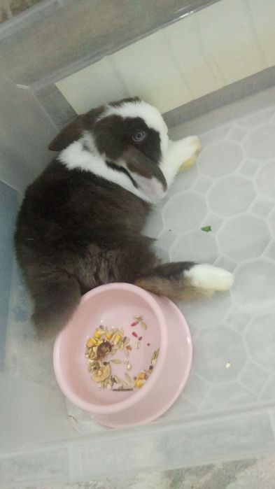 Продаётся карликовый кролик