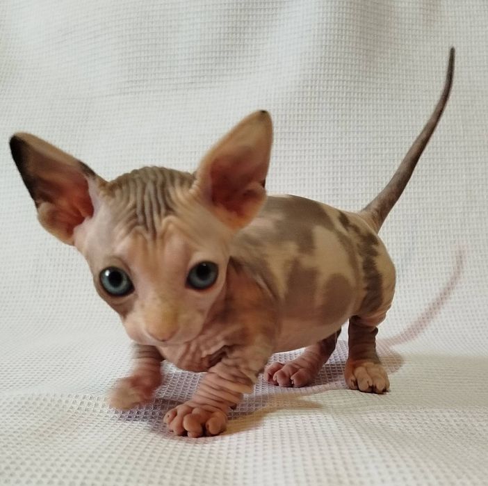 Котята эльф и бамбино