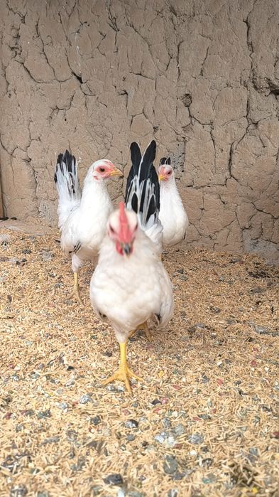 Samuray shabo sotiladi 1+2 manzil Toshkent shahri