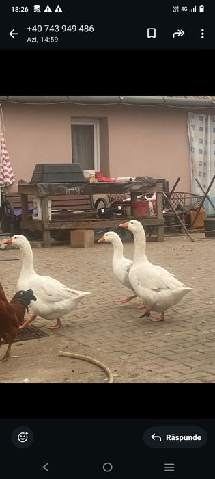 Vand Gâste si ratoi