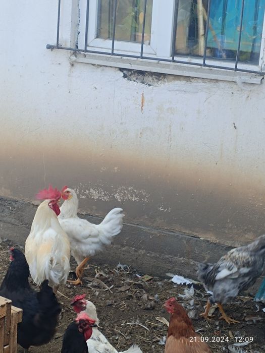 Продам  петушков