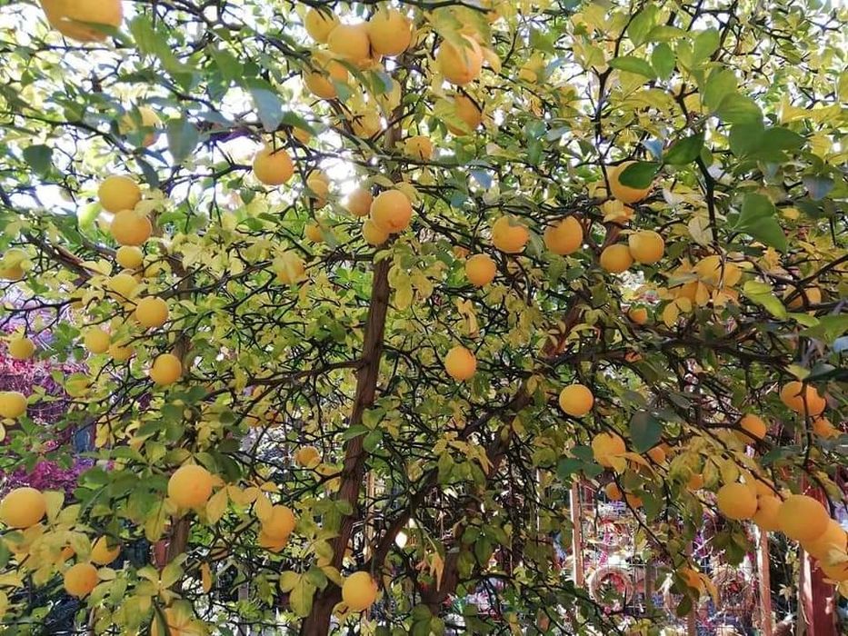 Lamai rezistenti la ger , Poncirus Trifoliata