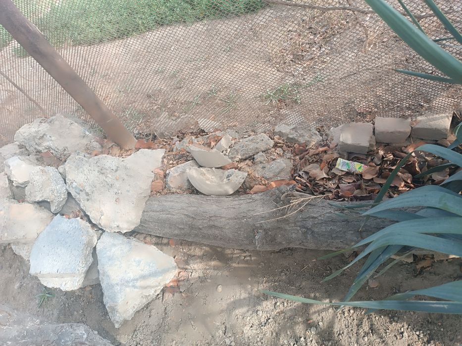 Утинлик калама урик дарахти бир мошин