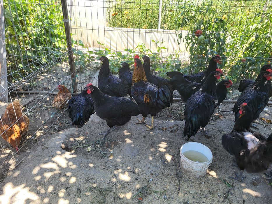 Vand Cocosi Australorp Negru
