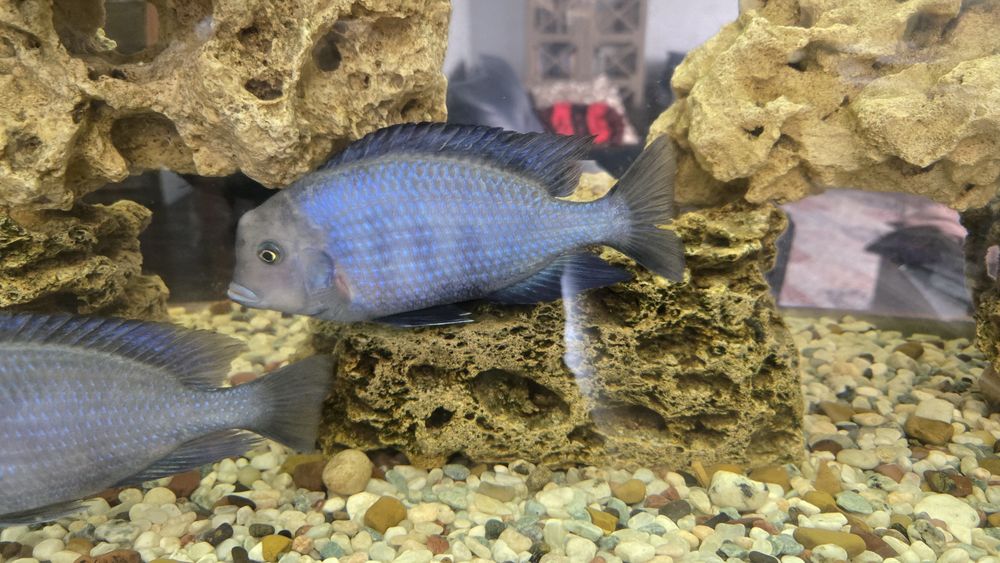 Голубой дельфин.