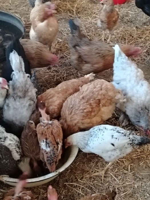 Продам домашних курочек.