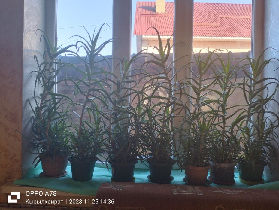 Продам алоэПродам