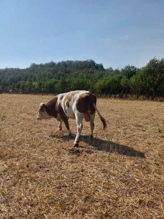 1 Taur si 3 vitei