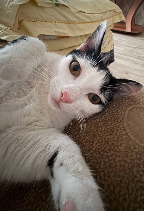 Отдам кота в добрые руки!