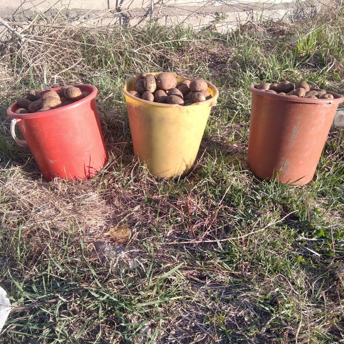 Семеной картофель.
