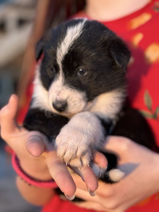 Отдаем в добрые урки  щенят