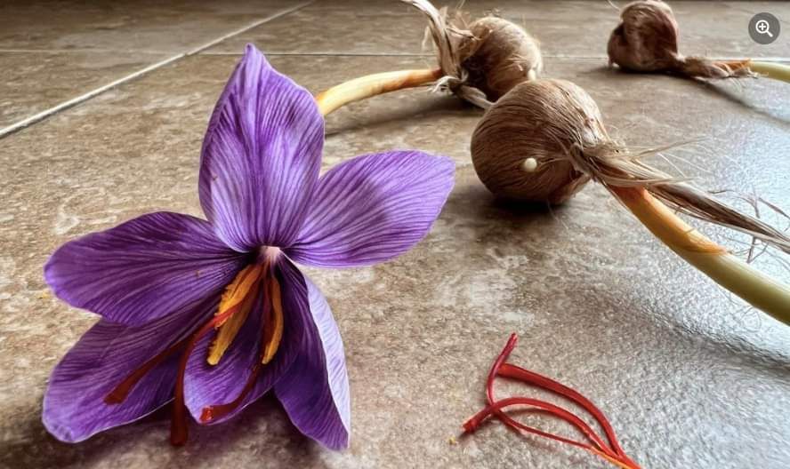 Зафарон, шафран доривор гиёҳи сотилади