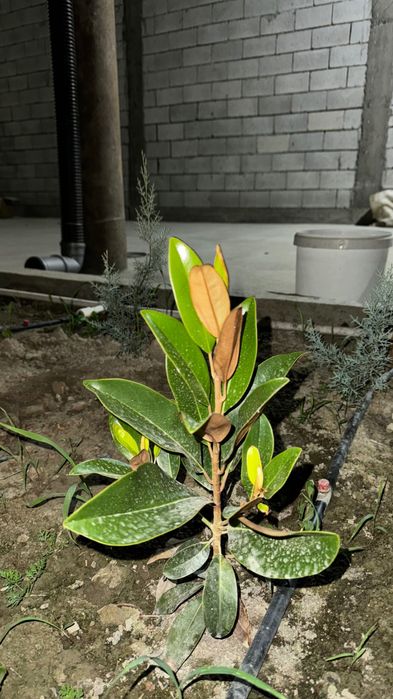 Магнолия Грандифлора кўчатлари сотилади!