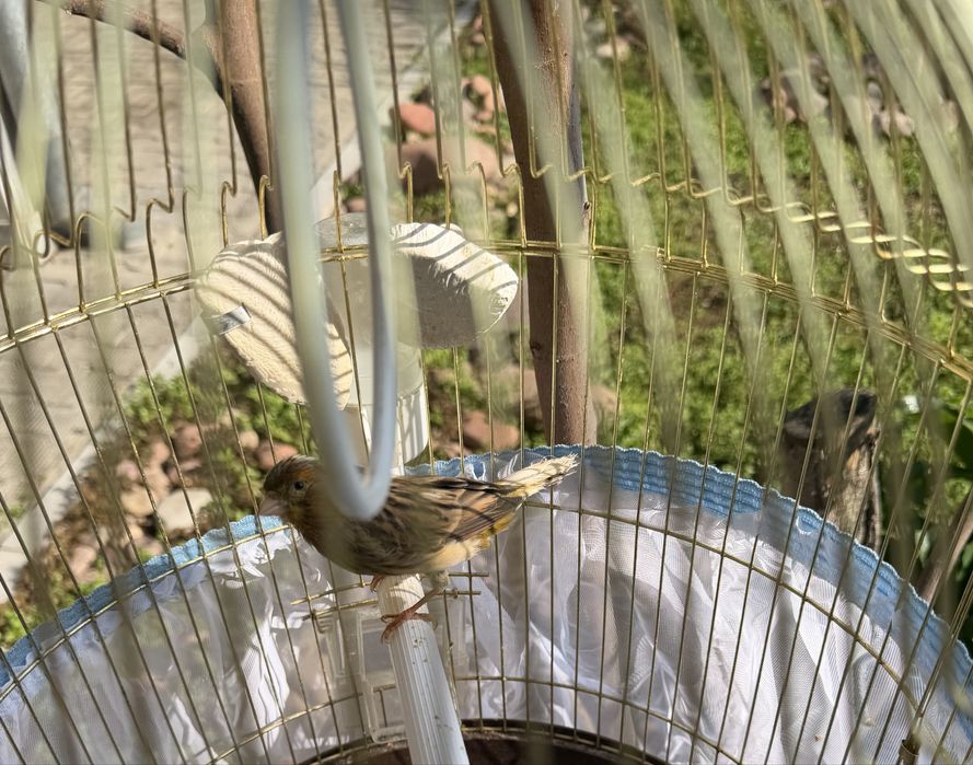 Продается канарейка вместе с клеткой