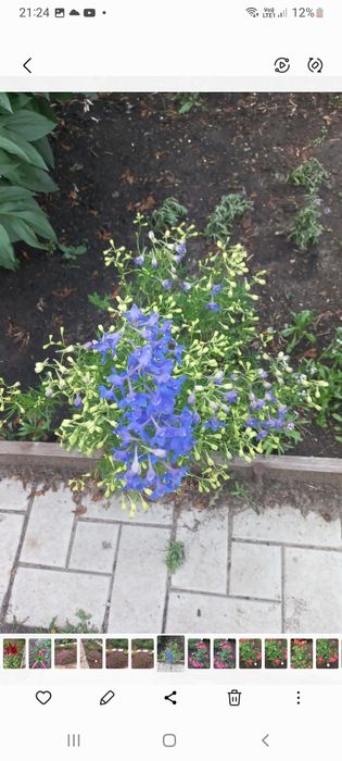 Продам карликовый дельфиниум