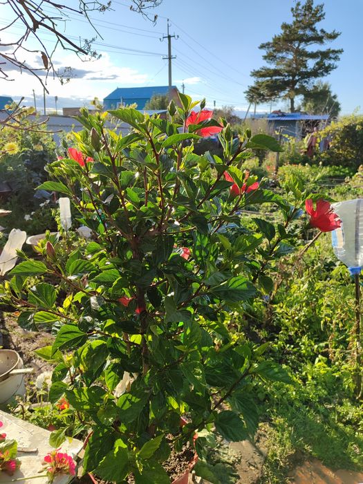 Продам цветок Гибискус